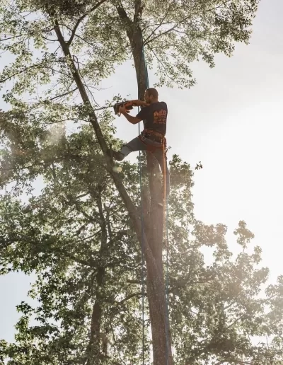 A&D backlit climber slender trunk springdale sc