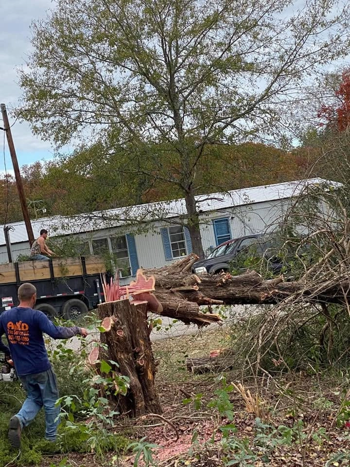 A&D blue shirt worker splintered cedar stump felled trun