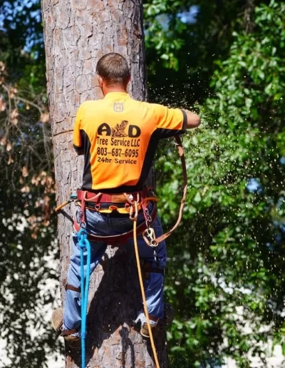 A&D branded shirt climber back view pine trunk cayce