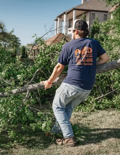 A&D branded shirt worker dragging fallen limb cayce