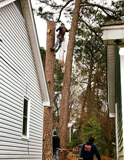 A&D climber limbed pine trunk between houses cayce