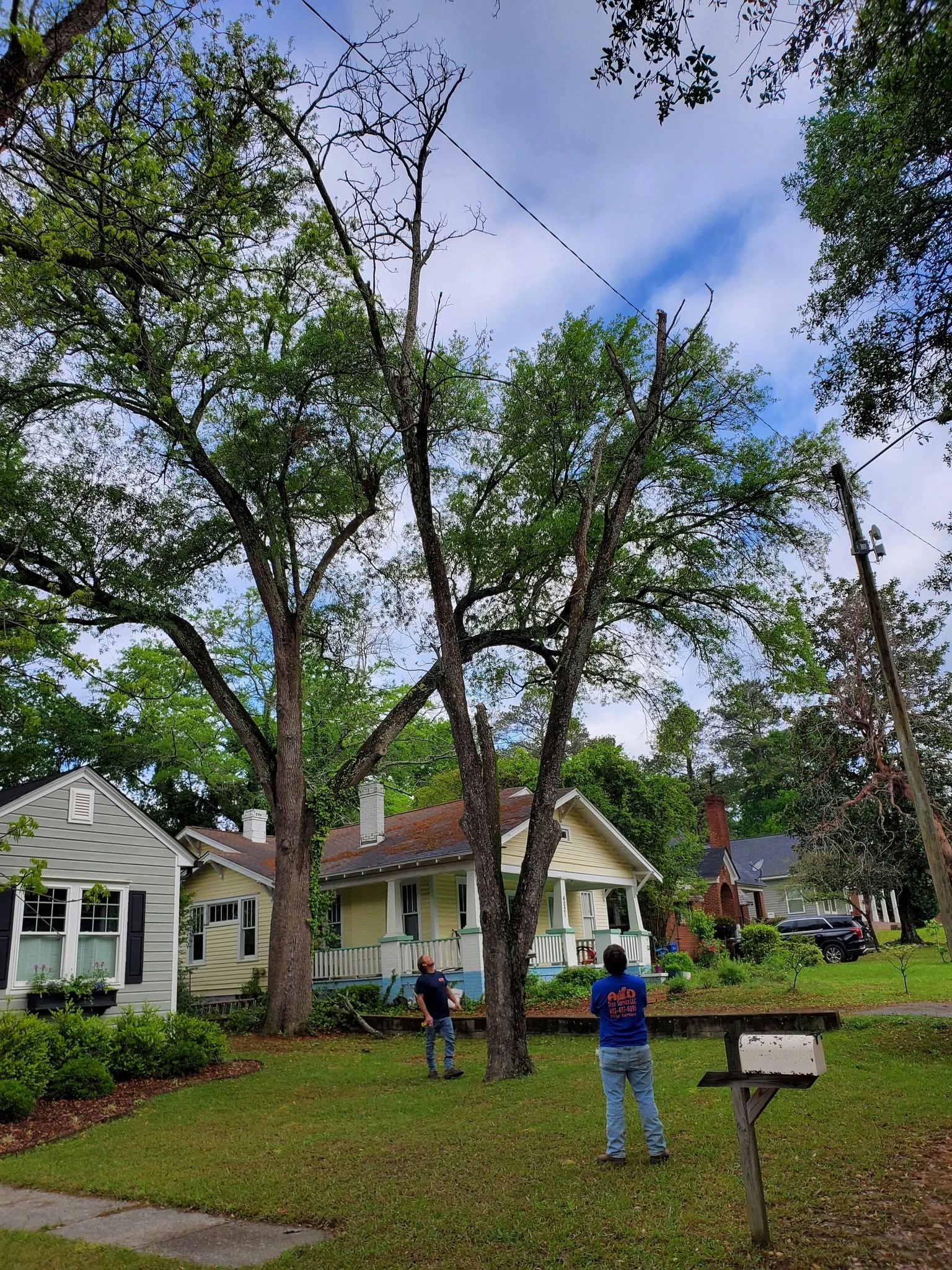 A&D crew assessing oaks yellow bungalow cayce
