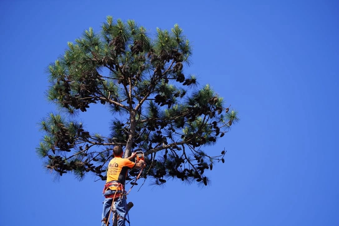 A&D orange tee climber pine crown chainsaw blue sky cayc