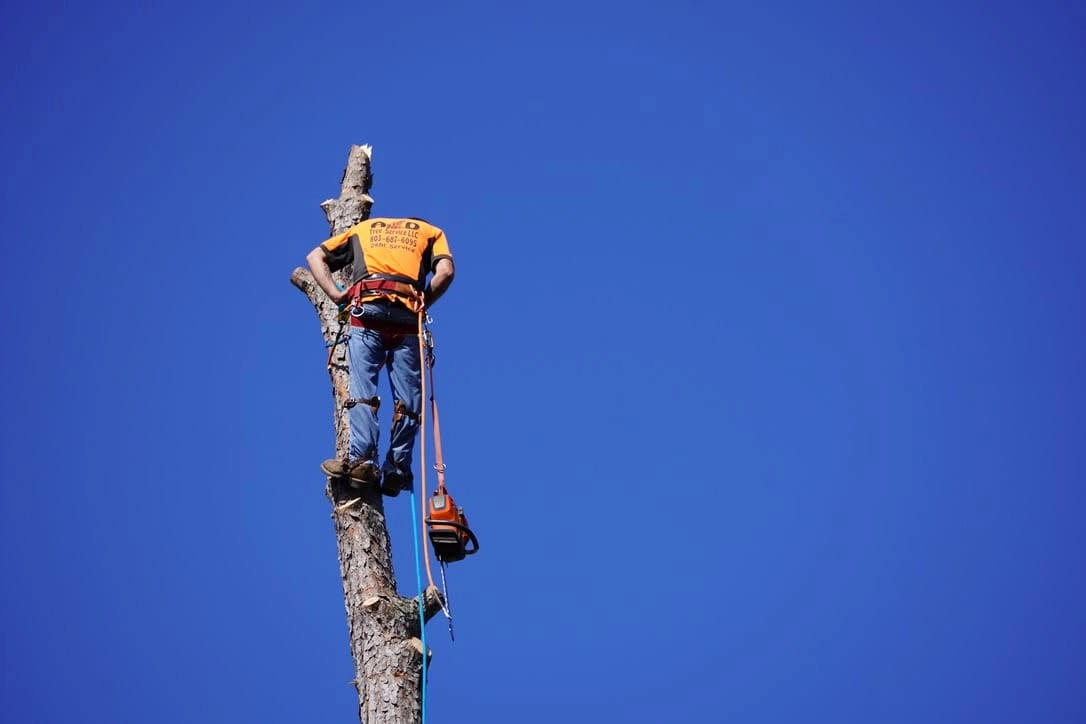 A&D orange tee climber topped pine spar blue sky cayce s