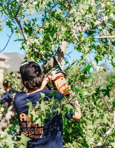A&D uniformed worker chainsaw sweetgum limb cayce