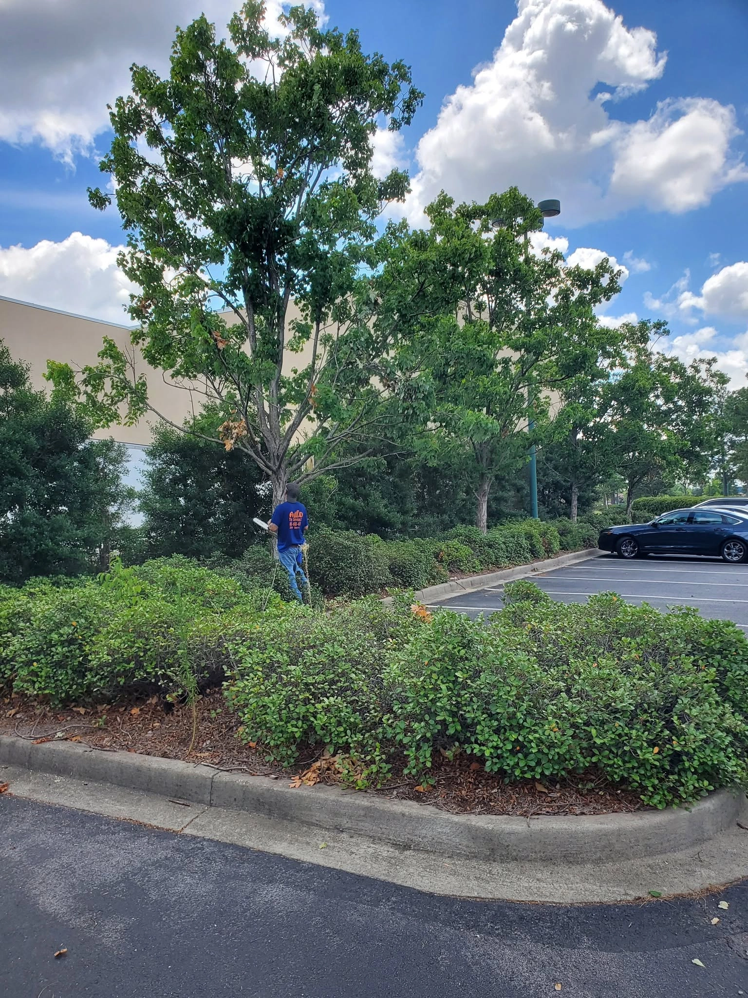 A&D worker parking island hedge oak cayce
