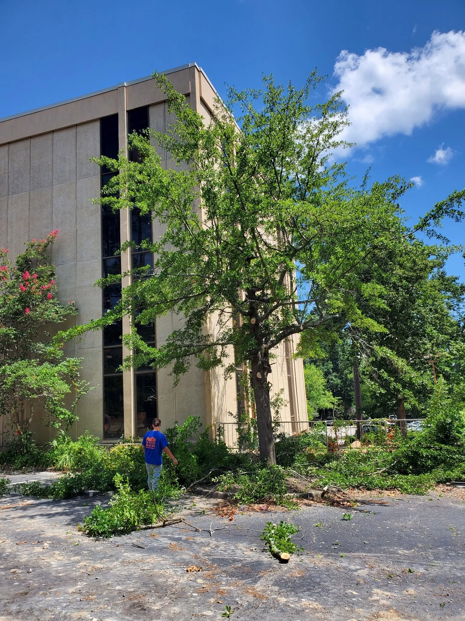 A&D worker trimmed tree tan office building cayce