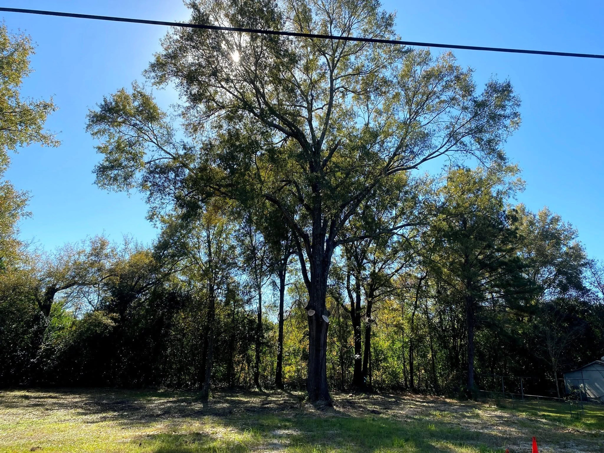 Backlit oak fresh cuts wooded lot power line orange cone cay