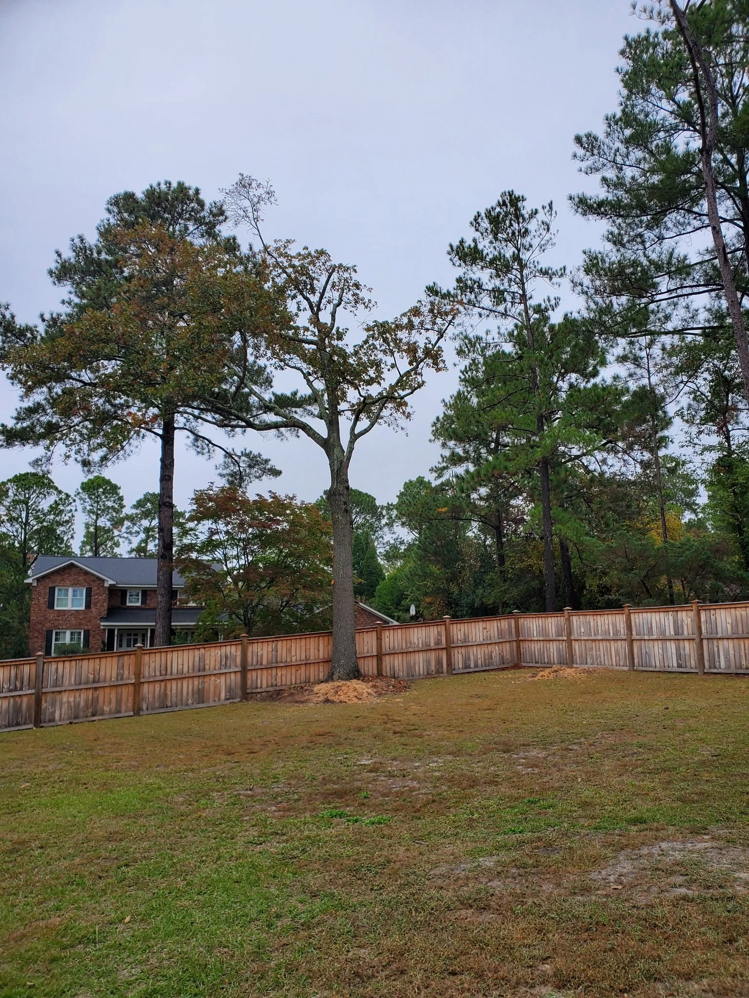 Backyard oak along cedar privacy fence sawdust piles brick t