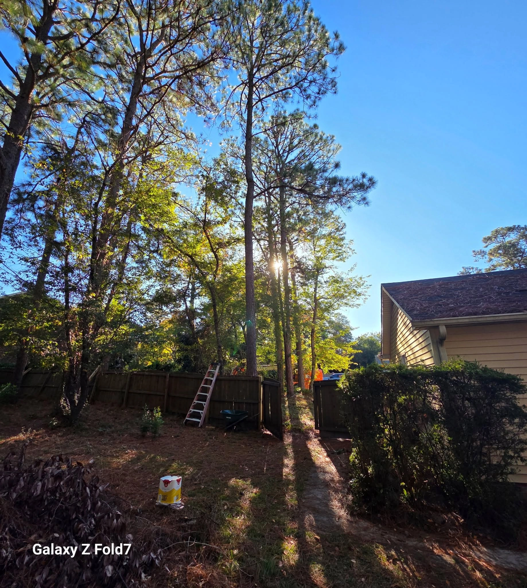 Backyard pines wood fence red ladder hedge yellow house sun 