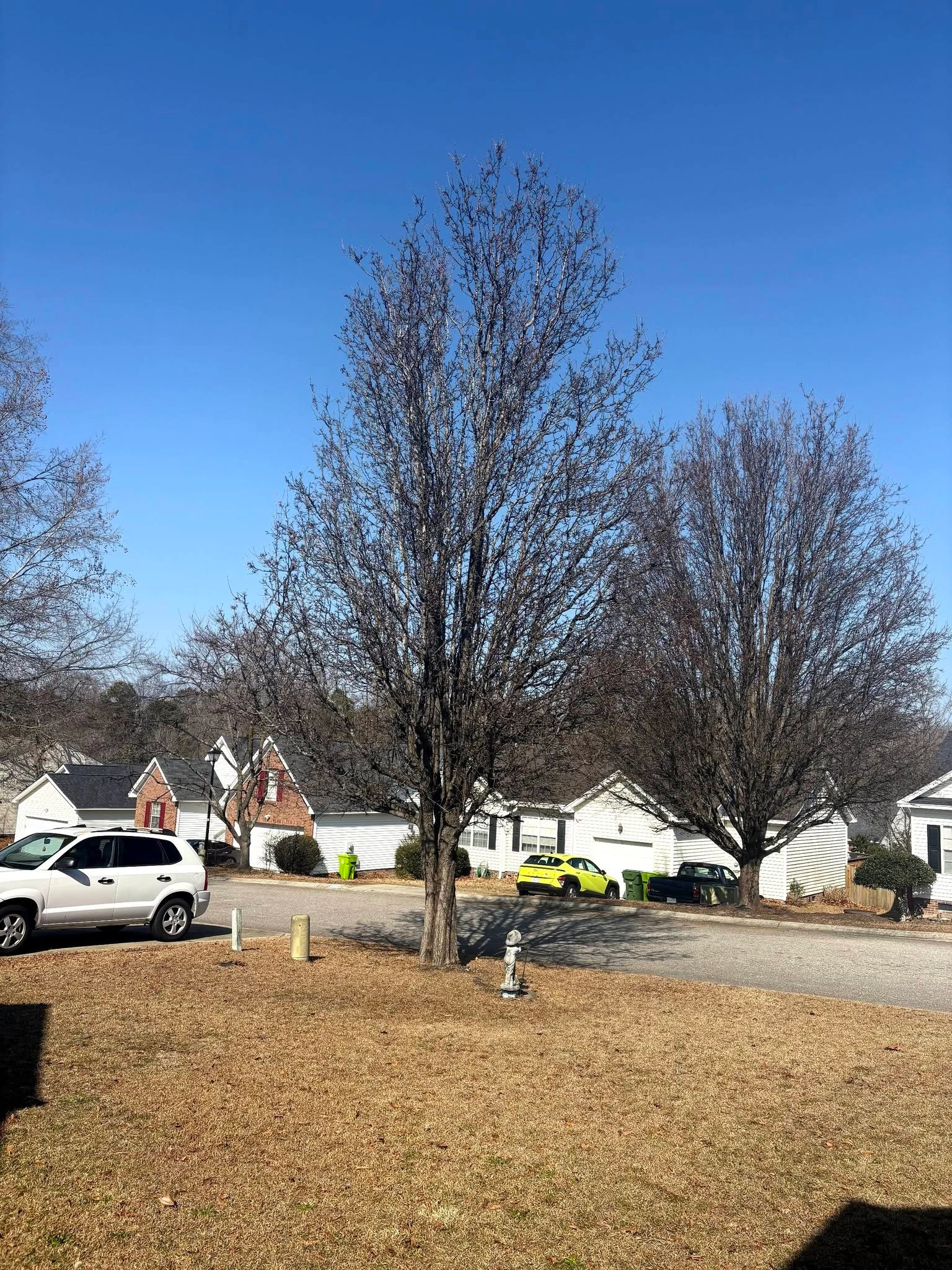 Bare bradford pears fire hydrant dormant lawn white houses c