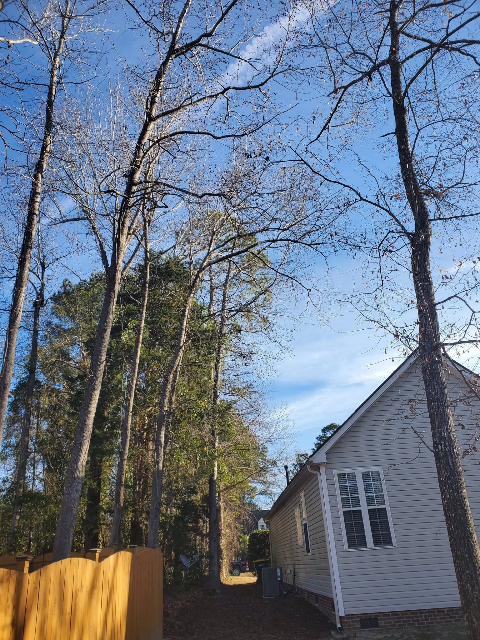 Bare hardwoods side yard gray siding cedar fence ac unit cay