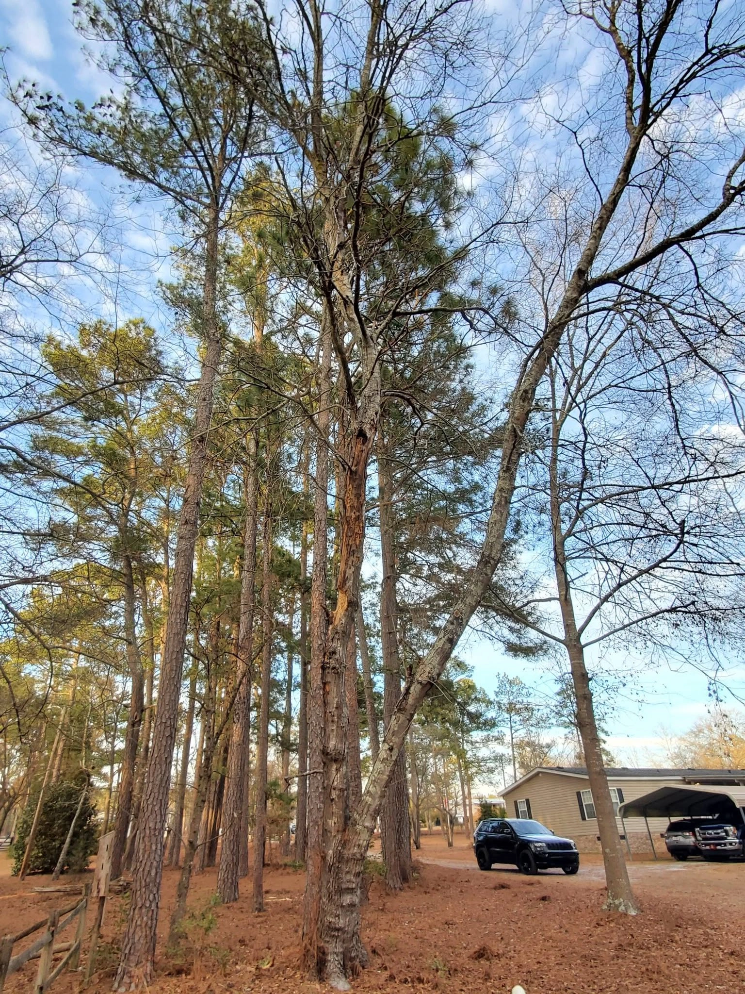 Bark stripped pine trunk mobile home carport cayce