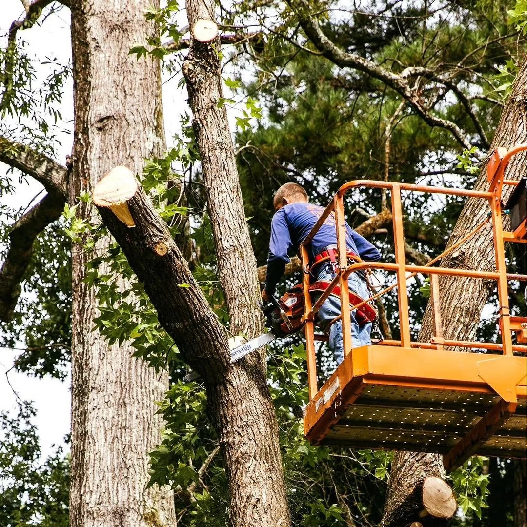 Blue shirt worker orange boom basket husqvarna limbing oak w