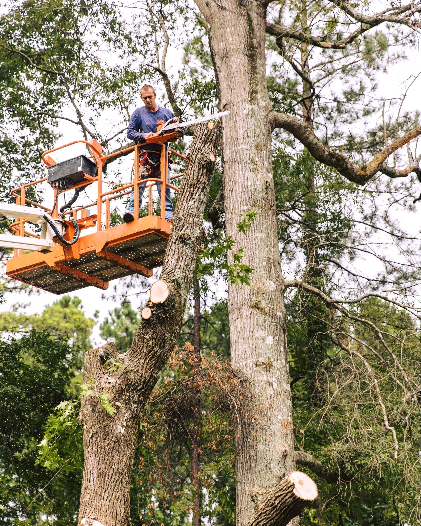 Blue shirt worker orange bucket cutting oak leader fresh cut