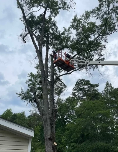 Boom lift bucket hardwood trunk removal beside house west co