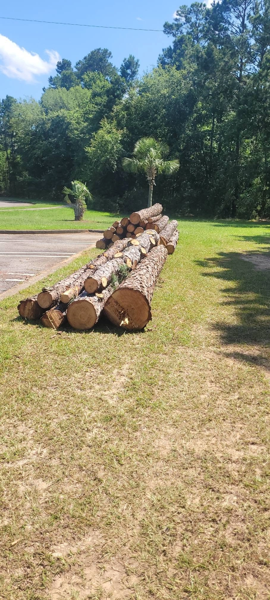 Bucked pine logs grass strip palmetto parking lot edge cayce