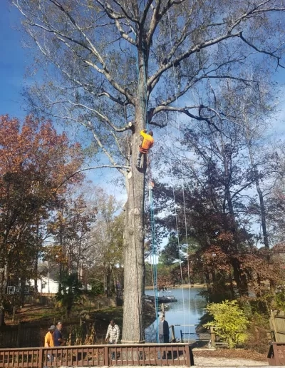 Climber ascending tall tree lakeside cayce
