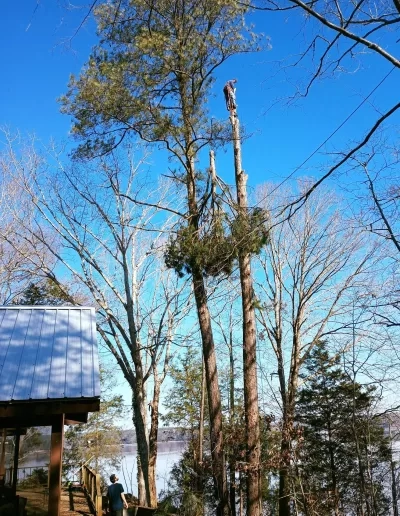 Climber atop tall pine lake view metal roof cayce sc