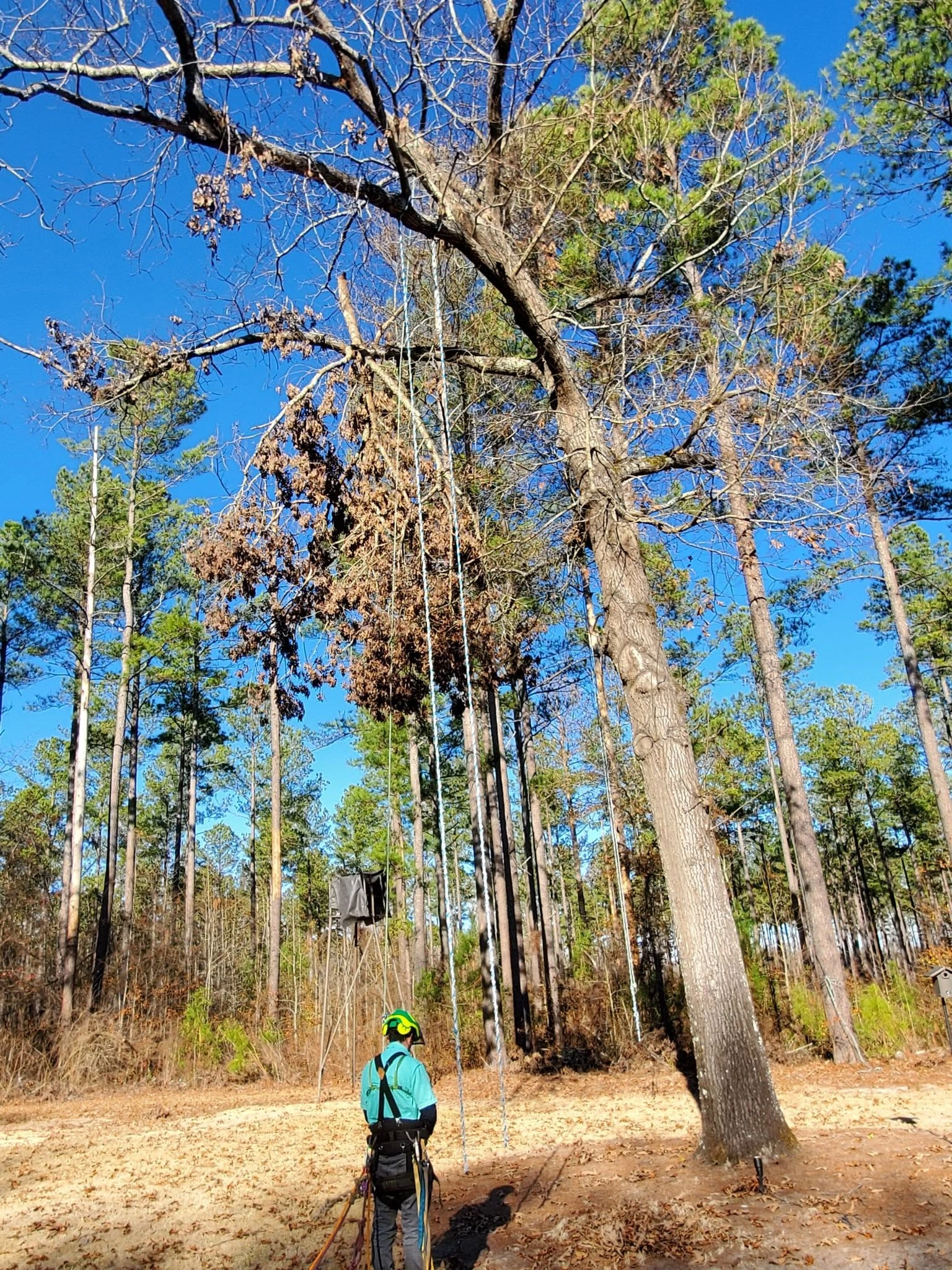 Climber ground view rigging lines dead oak limb pine woods c