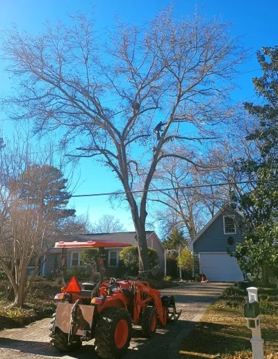 Climber high bare oak canopy kubota tractor driveway cayce s