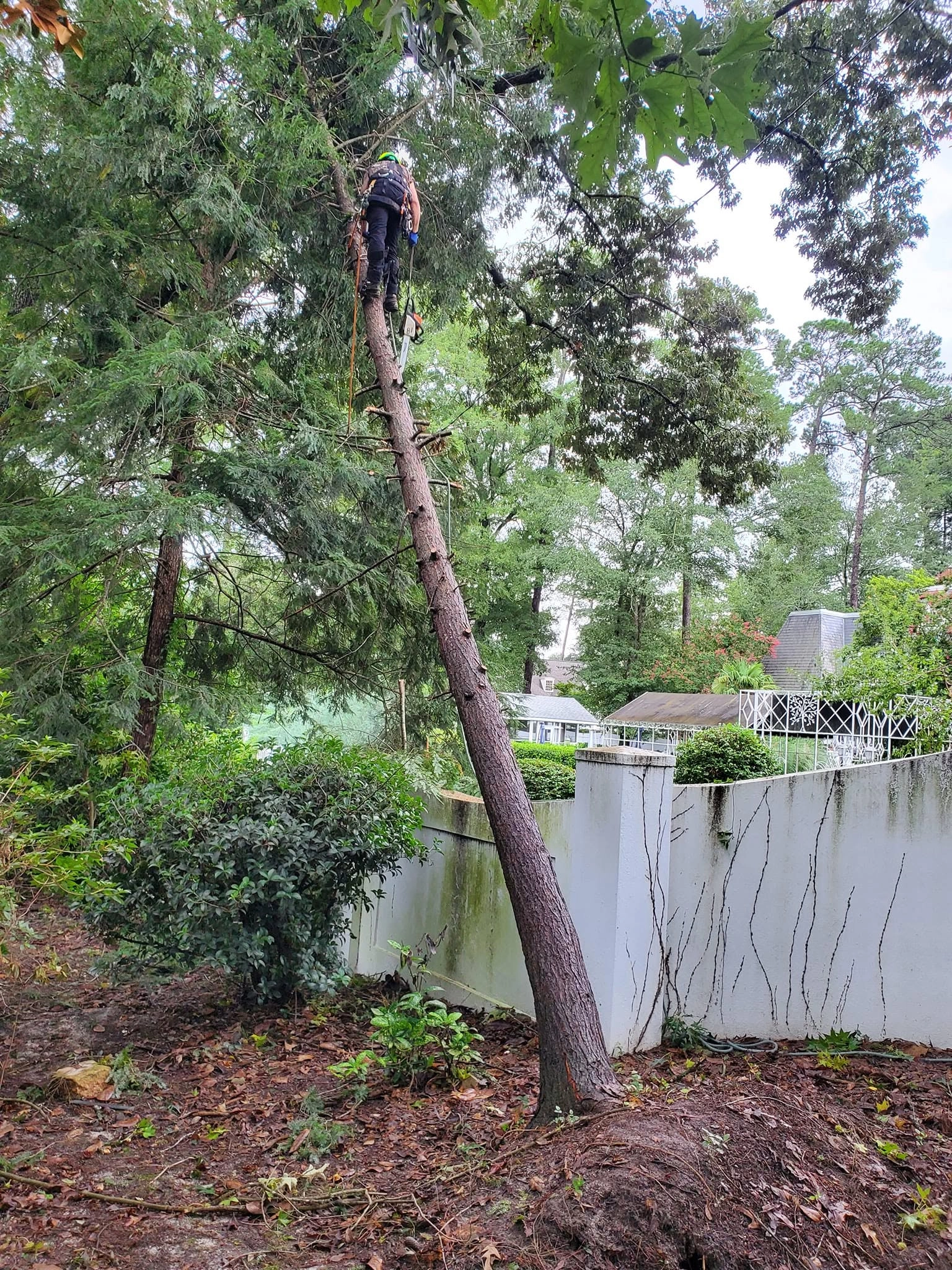 Climber leaning pine white stucco wall partial uproot cayce 