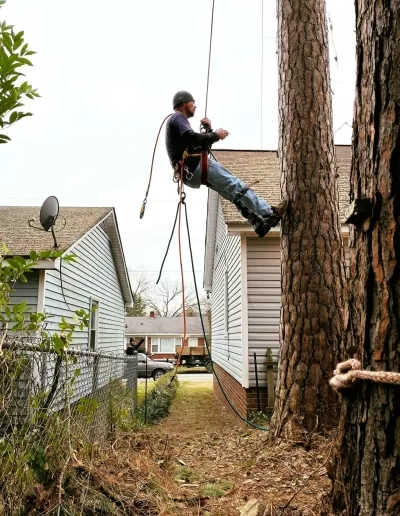 Climber rappelling pine trunk between houses cayce sc