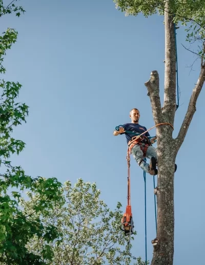 Climber roped to trunk chainsaw lanyard springdale sc