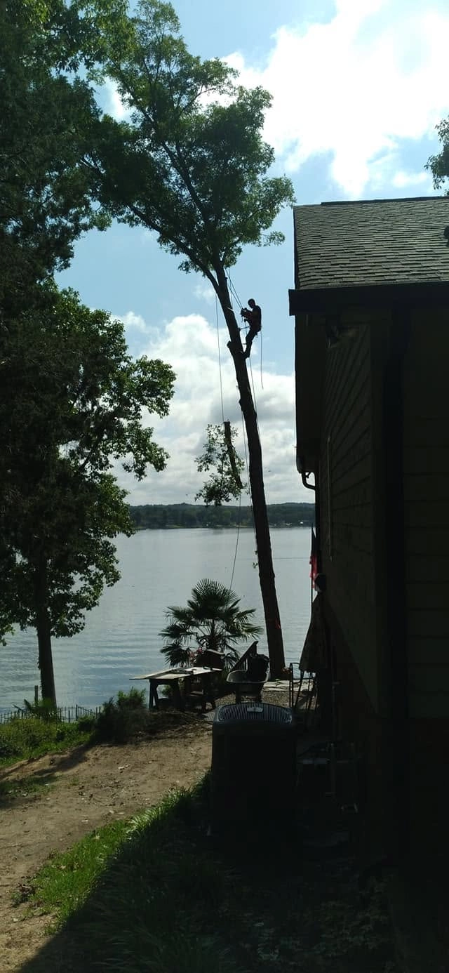 Climber silhouette tall leaning tree lakeside cabin lexingto
