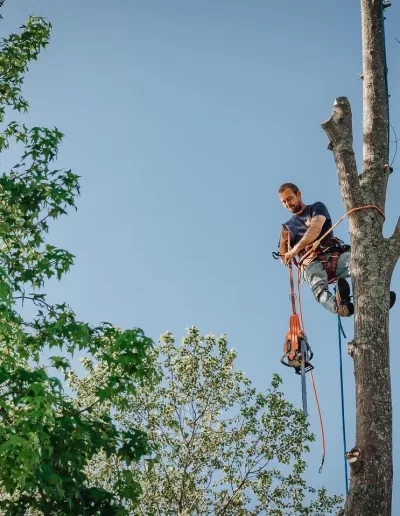 Climber suspended orange rope topped trunk blue sky cayce