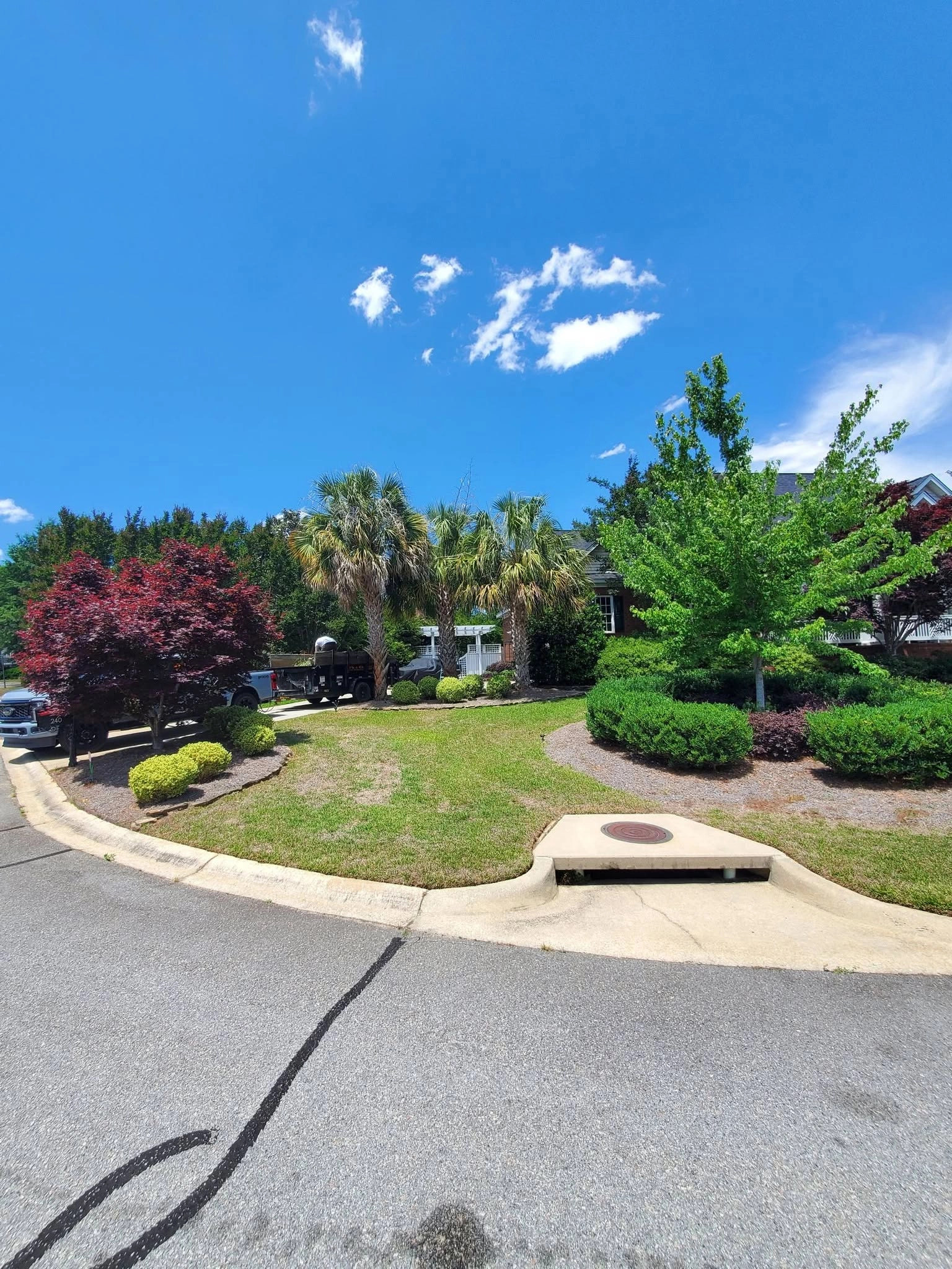 Corner lot landscape japanese maple sabal palms storm drain 