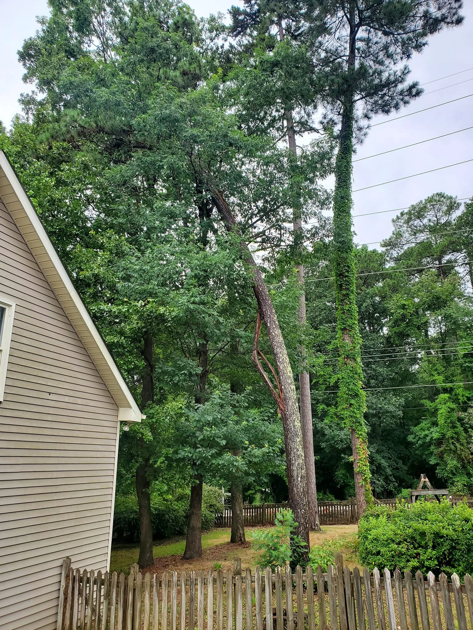 Cracked leaning pine power lines picket fence cayce