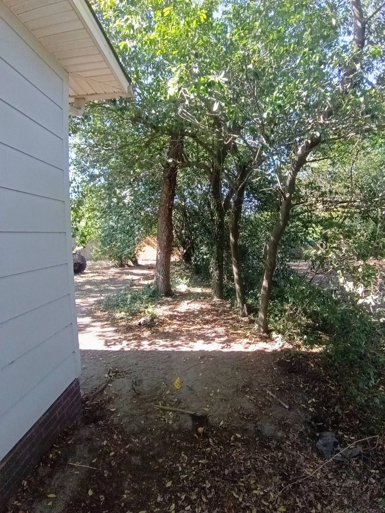 Crowded volunteer hardwoods side yard white siding eave cayc