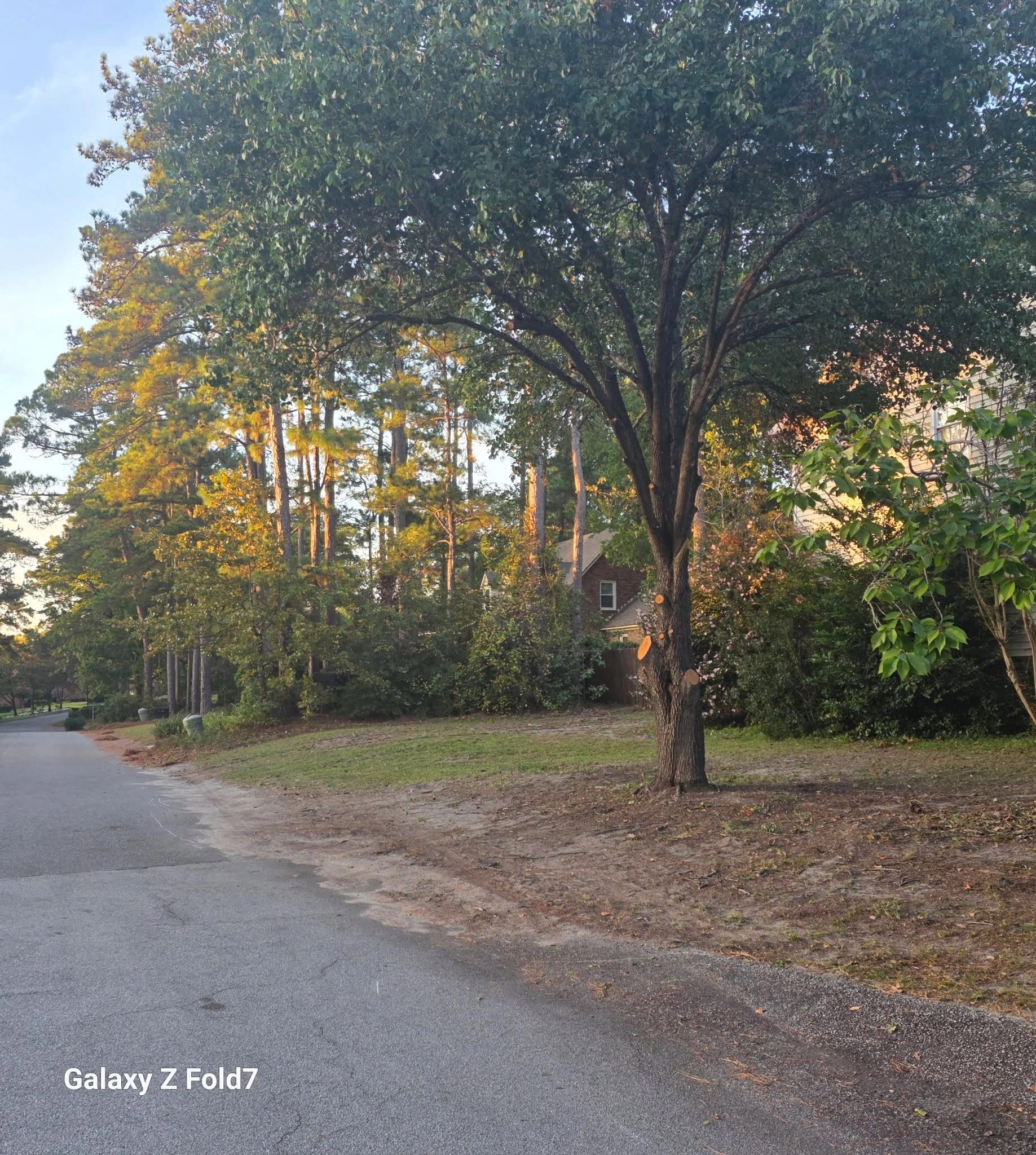 Crown raised oak fresh limb cuts curbside lawn tall pines su
