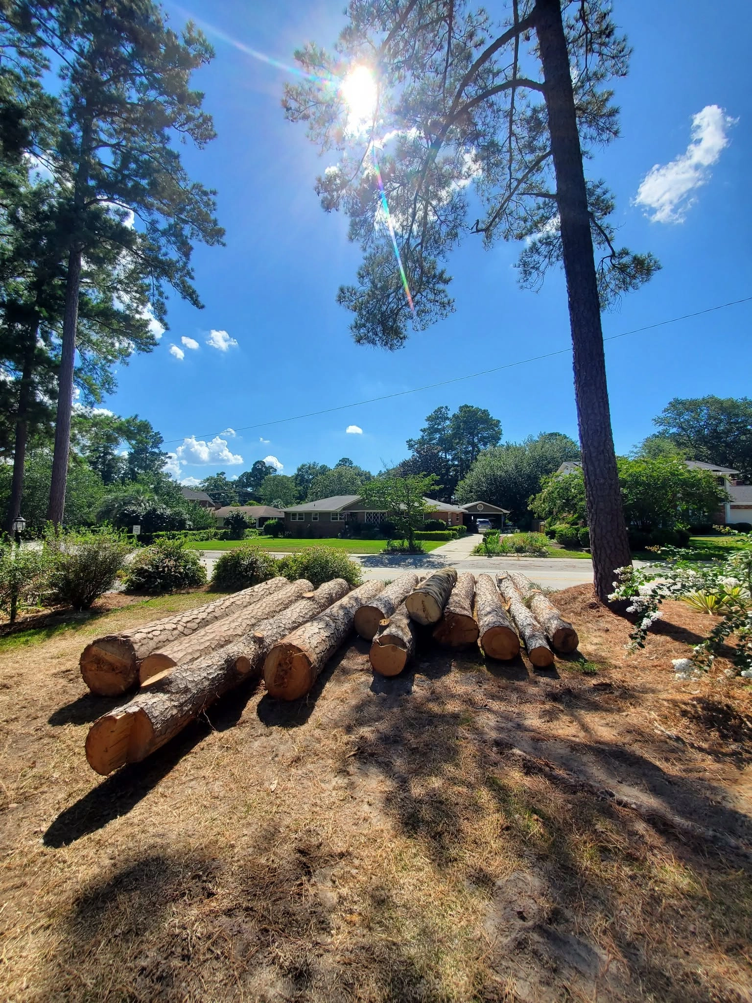 Cut pine logs front yard tall pine brick ranch street cayce 