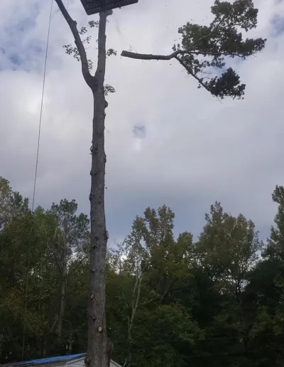 Cut pine top falling beside limbed trunk cayce sc