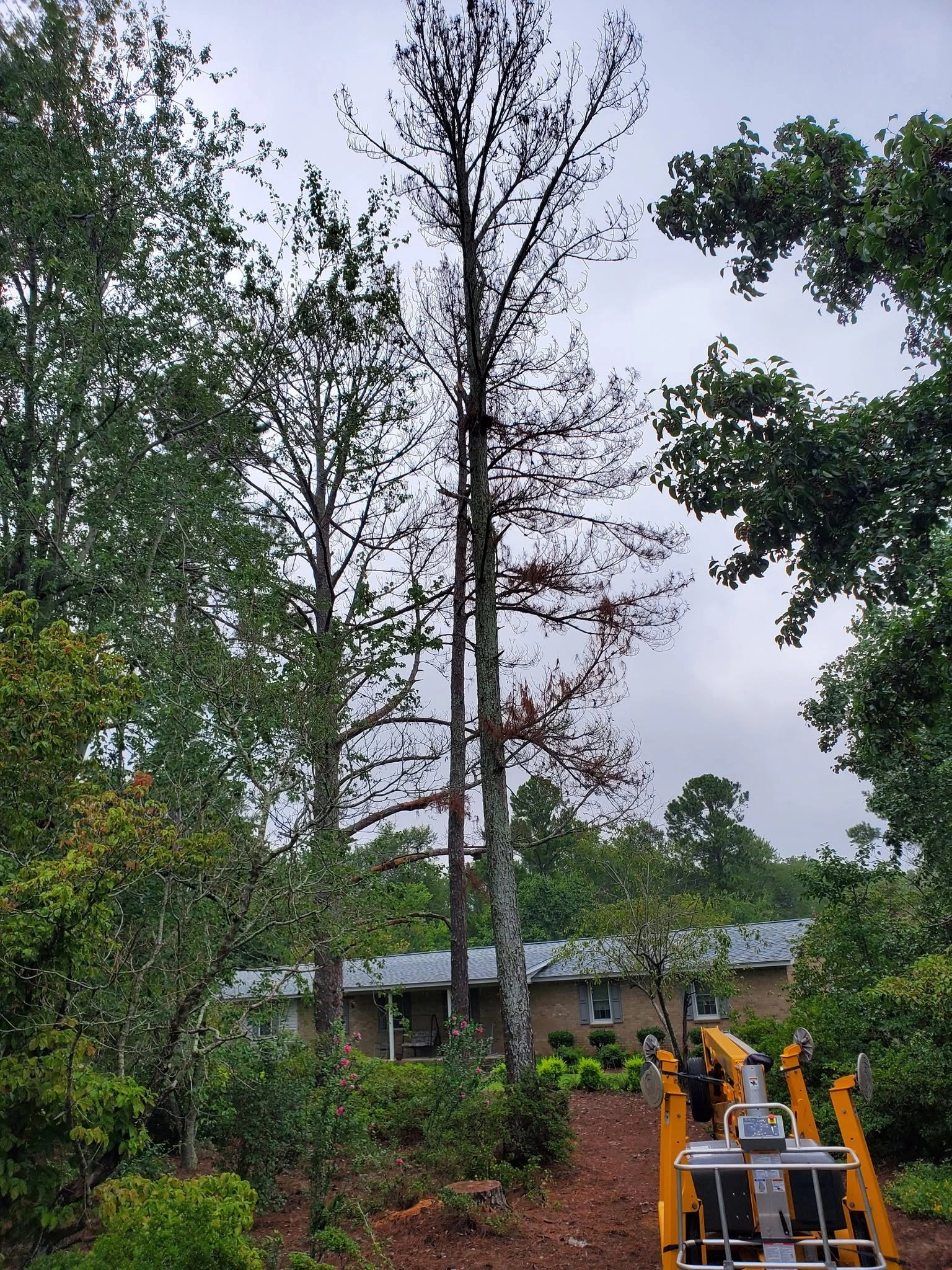 Dead brown needle pine gray roof brick ranch yellow lift bas