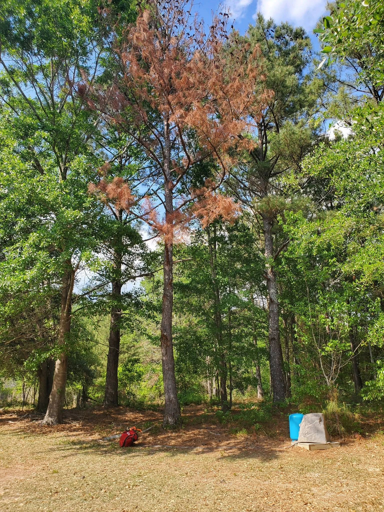 Dead brown needle pine wooded lot chainsaw ground west colum