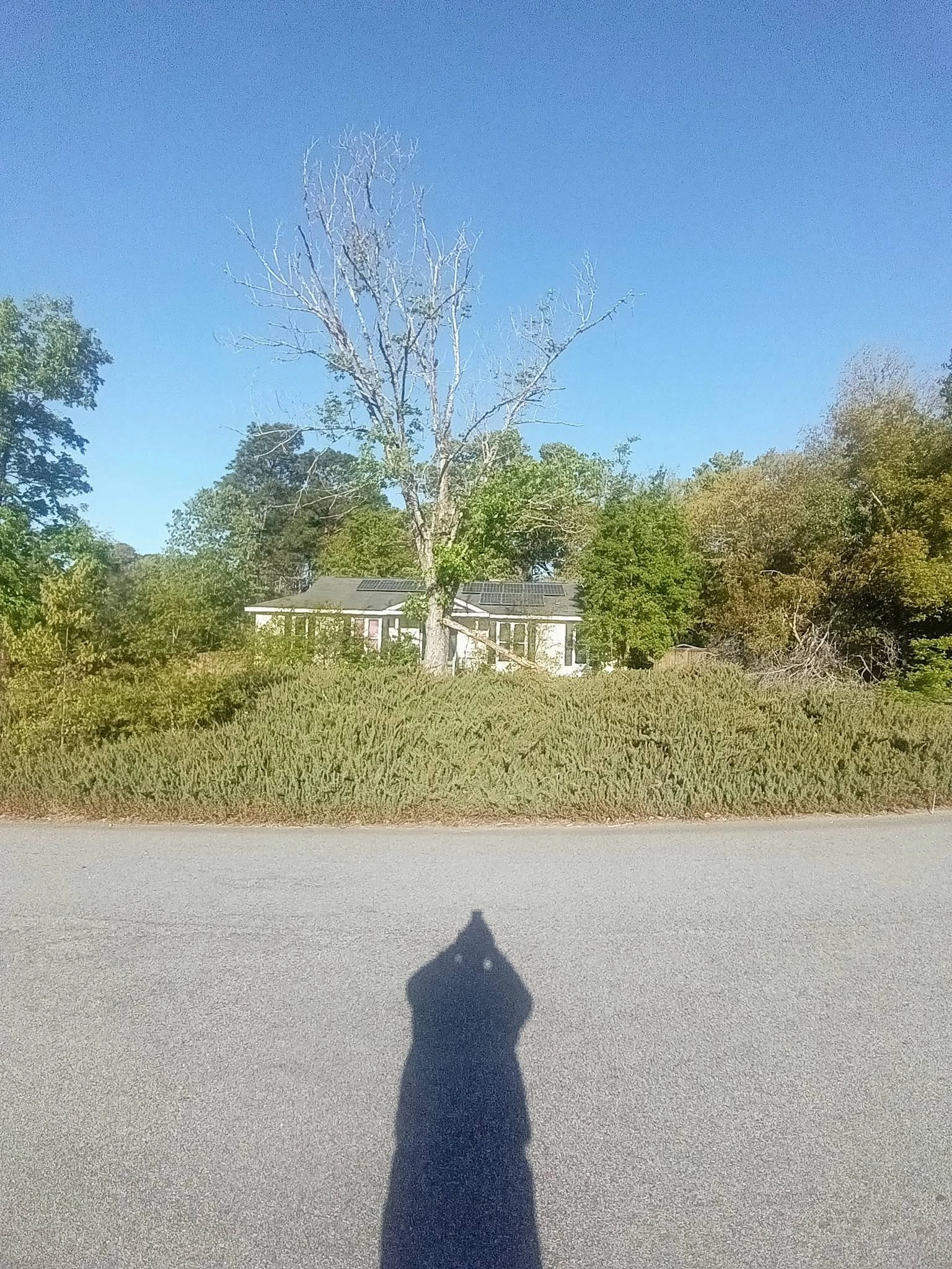 Dead hardwood solar panel roof photographer shadow cayce
