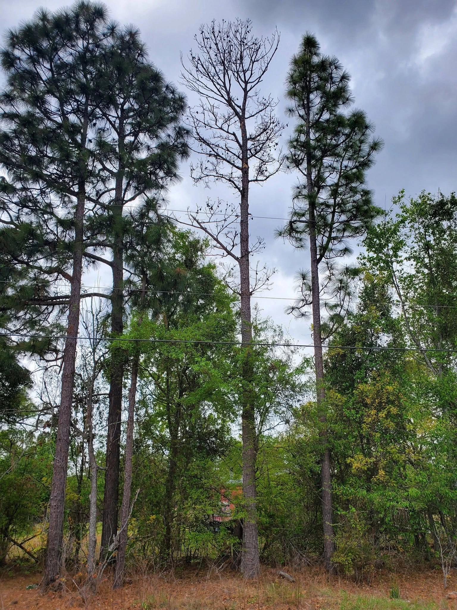 Dead pine among live pines utility lines storm sky cayce sc