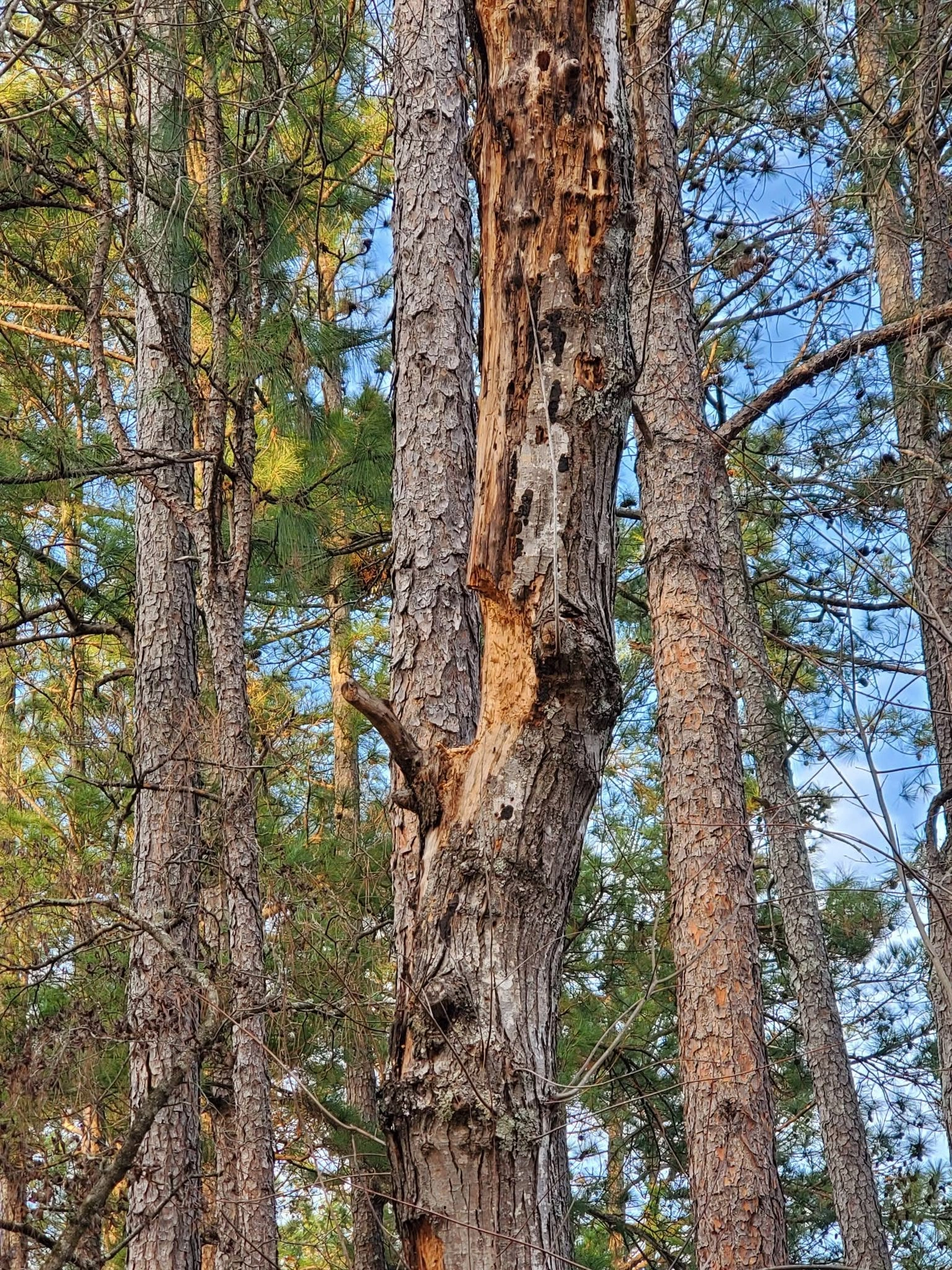 Dead pine trunk woodpecker holes bark loss pine stand cayce 
