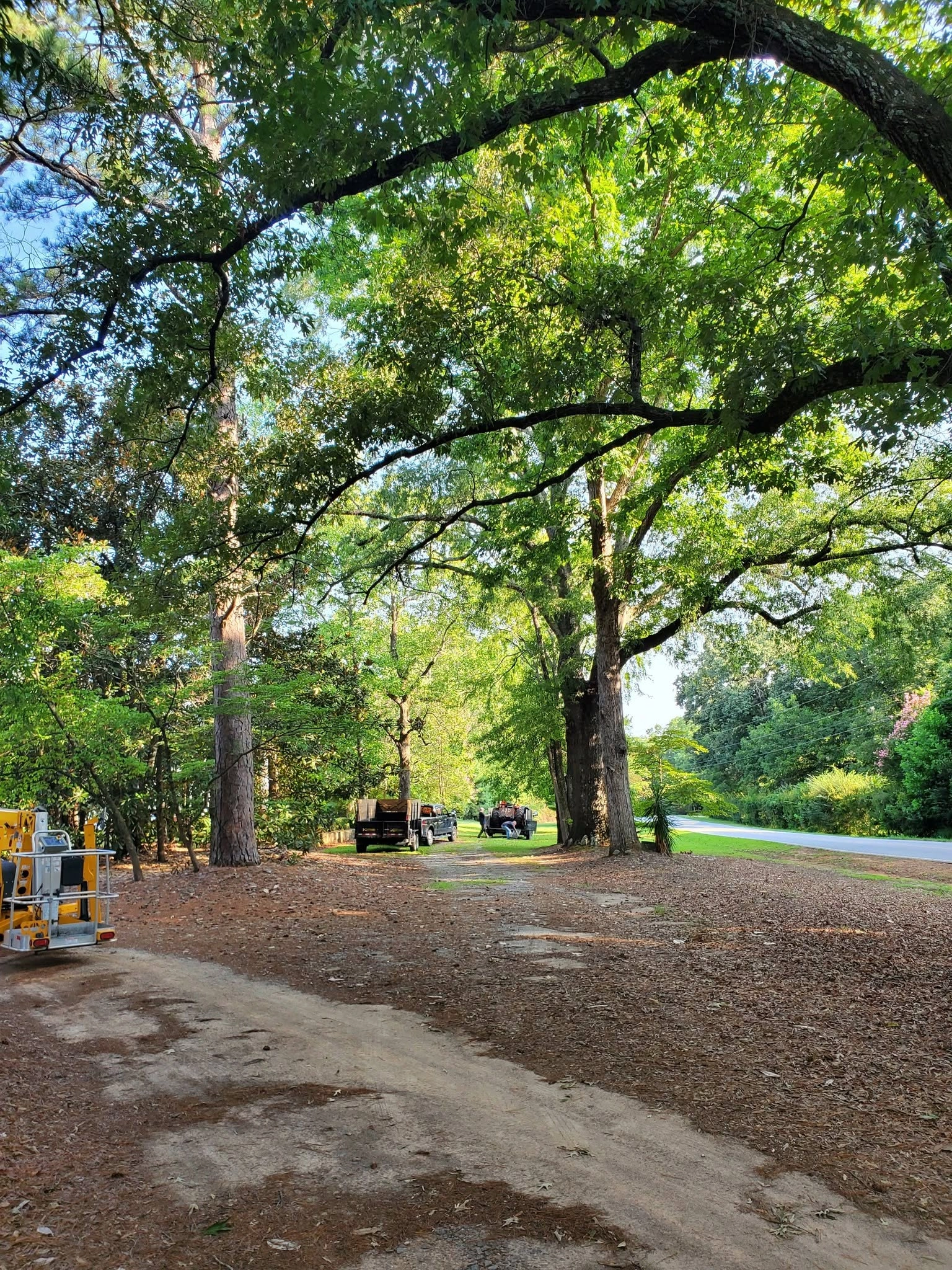 Dirt driveway arching oak canopy crew trucks roadside lot ca