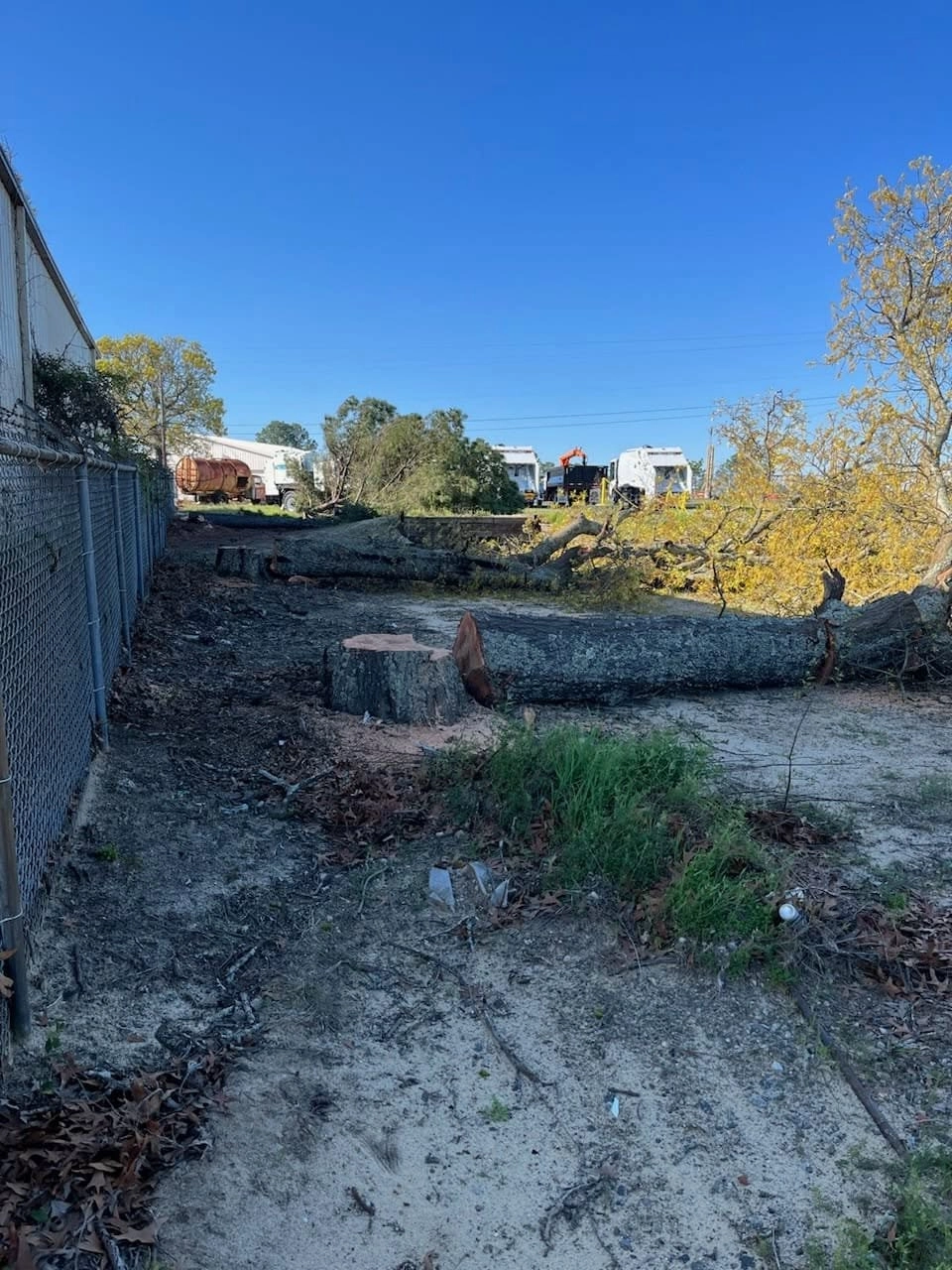 Felled oak trunk fresh stump chain link fence commercial lot