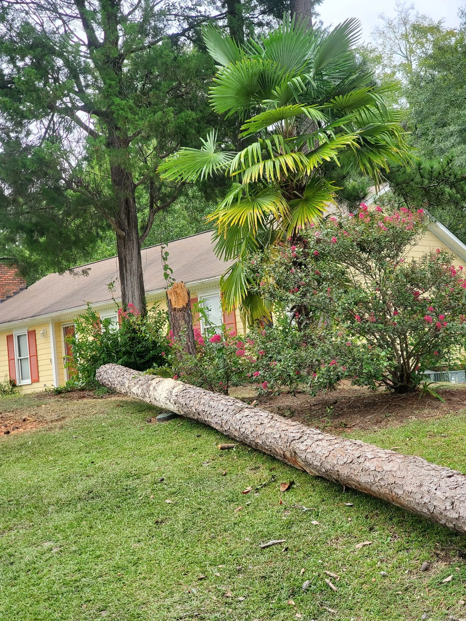 Felled pine log front lawn yellow house palm crape myrtle we