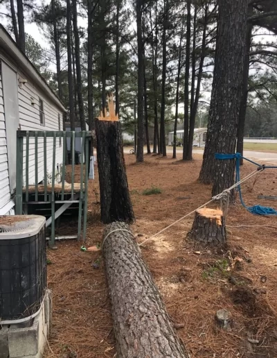 Felled pine trunk beside mobile home cayce
