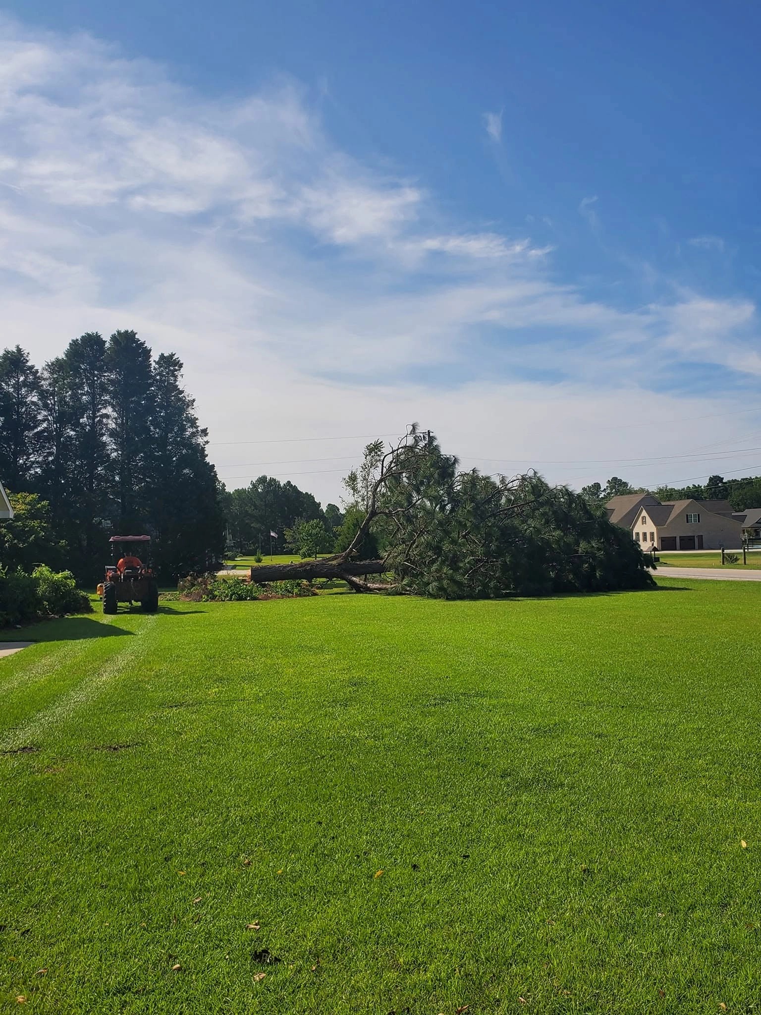 Felled pine whole tree down wide lawn orange kubota tractor 