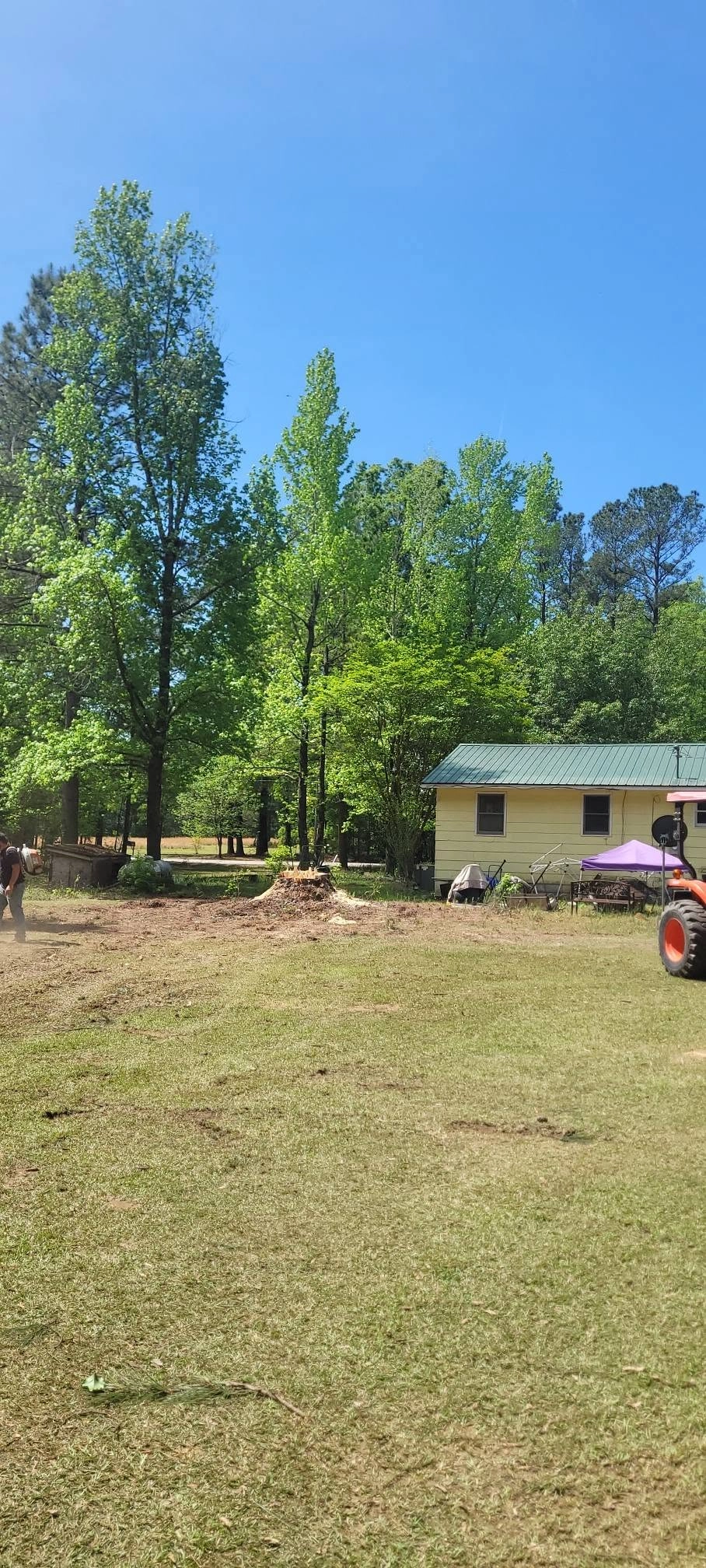 Fresh stump sawdust pile yellow cabin green metal roof kubot