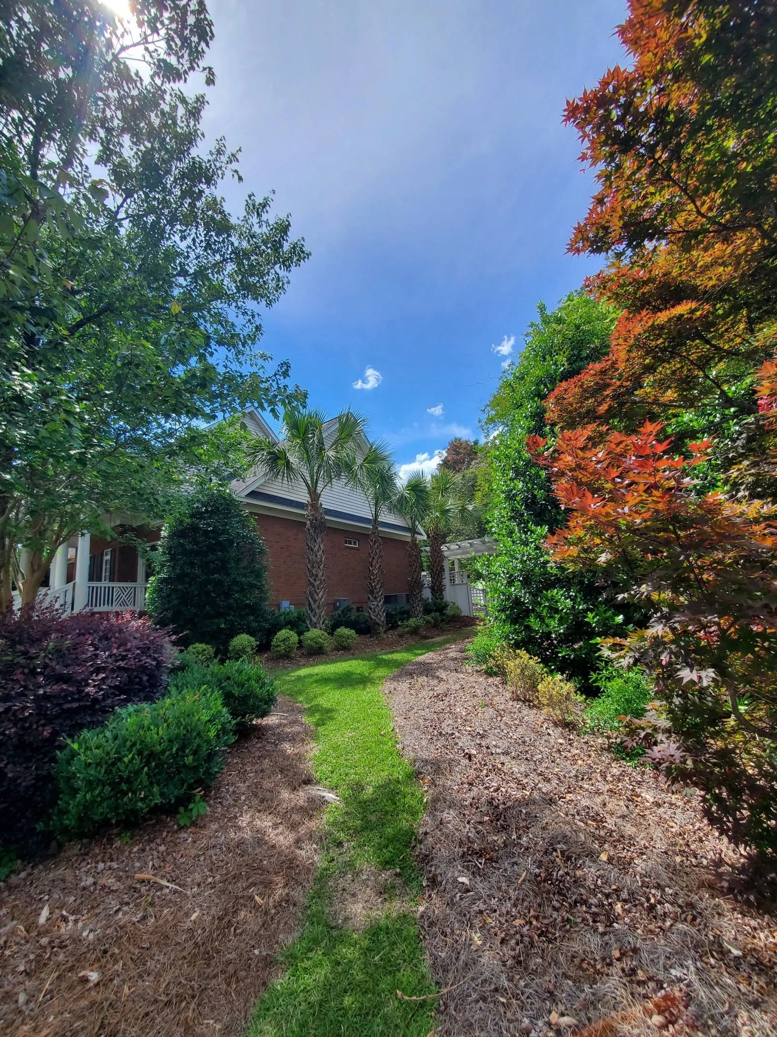 Grass path japanese maple loropetalum brick house palms side