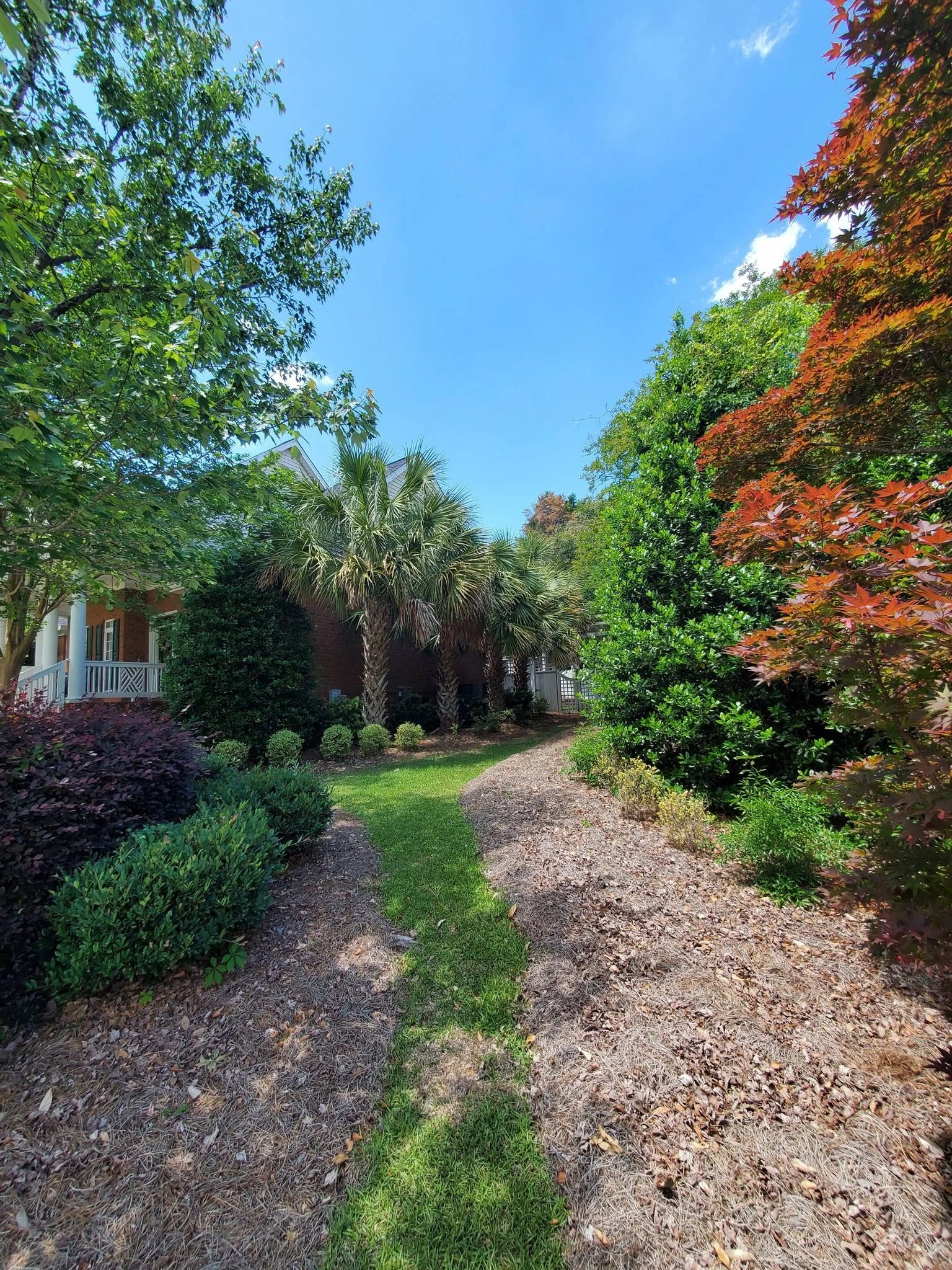 Grass path pine straw beds sabal palms japanese maple brick 