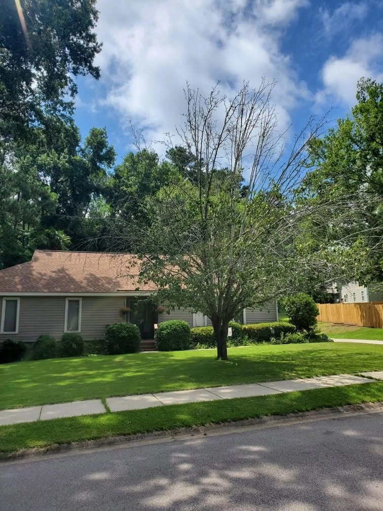 Half dead bare crown front yard tree tan ranch sidewalk cayc